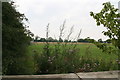 Mugwort and thistle  behind the wall on the road to Allington