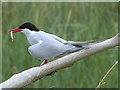 NU2327 : Arctic Tern at Long Nanny by Oliver Dixon