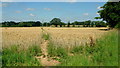 Footpath through wheat