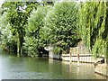 River Thames New Cut, Ham Island