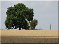 SK5487 : View over a cornfield to Laughton by Neil Theasby
