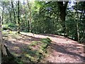 Path in Spring Wood