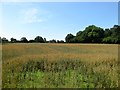 Site of Three Acre Copse