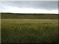 Crop field near Crowhall