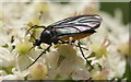 Dark-winged Fungus Gnat, White Loch, Blairgowrie