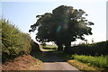 Sycamore trees on the road out of Scrafield