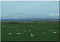 Coastal grazing near Newton