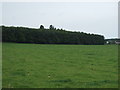 Grazing and woodland, Balblair