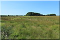 Moorland near Knowes Plantation