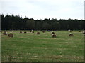 Farmland and woodland near Clephanton