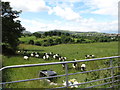 Sheep in a field south of the B27