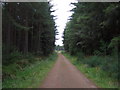 Track into Culloden Forest