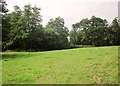 Streamside trees, Coombe