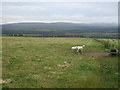 Grazing, Newlands of Culloden