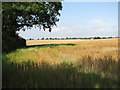 TG0226 : Ripening barley beside Wood Norton Road by Evelyn Simak