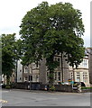 Tree on the corner of Cathedral Road and Sophia Close, Cardiff