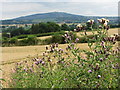 Roadside thistle near Bourton