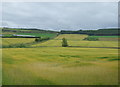 Crop field, Blackmuir