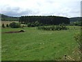 Grazing west of the A96