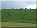 Grazing, Cairn Hill