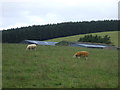 Sheep grazing, Braehead