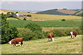 North Devon : Cattle Grazing