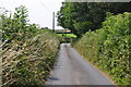 North Devon : Country Lane