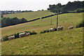 North Devon : Grassy Field & Sheep