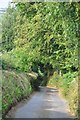 North Devon : Country Lane