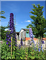 Blue Flowers and Barns