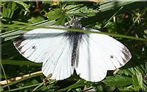 NJ7747 : Green-veined White Butterfly (Pieris napi) by Anne Burgess