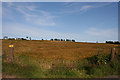 Barley at Redbriggs