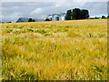 Grain field and grain store