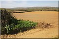 Field near Beer Alston