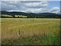 Crop field off National Cycle Route 1