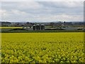 Oilseed rape, Great Ness