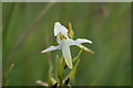 Lesser Butterfly Orchid (Platanthera bifolia), Hilton of Embo