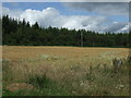 NH6973 : Crop field and woodland, Badachonacher by JThomas