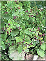 Burdock at College Lake Nature Reserve, near Tring