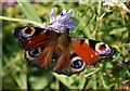 Peacock Butterfly on Lotherton Lane