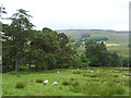 Belt of trees above Dyke House