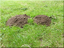 TF0820 : Fresh molehills by Bob Harvey