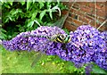 Golden-ringed Dragonfly on Buddleia