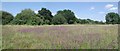 Cranham Marsh Panorama