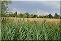 SU1329 : View across water meadows to Salisbury Cathedral by Philip Halling