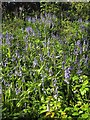 Bluebells near Browns Bridge