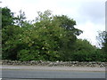 Trees beside Skene Road (B9119)