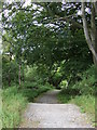 Path into Maidencraig Wood