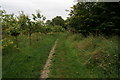 SE4018 : Path leading to the Lower Lake at Nostell Priory by Ian S