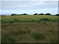 Farmland, Denmore